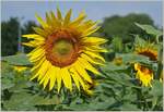 Diese Sonnenblume streckt sich nach der Sonne.
(4.7.2022)