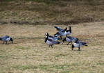 Weißwangengänse am Deich auf der ostfriesischen Inseln Wangerooge am 12 März 2024.

Die Weißwangengans oder Nonnengans (Branta leucopsis) ist eine Art der Gattung Meergänse. Die Weißwangengans brütete früher ausschließlich an der russischen Eismeerküste. Seit den 1970er Jahren hat sie auch den Ostseeraum besiedelt und zählt mittlerweile zu den Brutvögeln Mitteleuropas. Hier an der Nordseeküste (Schleswig-Holstein, Niedersachsen und den Niederlanden) sind sie erst seit Ende der 1990er so verbreitet und eine nennenswerte Brutpopulation.
