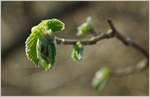 Frühlingserwachen  (17.03.2017)