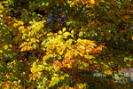 Nochmal im Detail...
Die herbstliche Färbung der Blätter einer Rotbuche.
Am 28.10.2021 bei Wilnsdorf-Rudersdorf.
