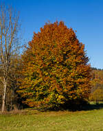 Herbstzeit im Siegerland...
Eine Rotbuche mit herbstlicher Färbung bei Wilnsdorf-Rudersdorf am 28.10.2021.

Die Rotbuche (Fagus sylvatica) ist ein in weiten Teilen Europas heimischer Laubbaum, in der Umgangssprache wird sie gewöhnlich als Buche bezeichnet. Für 2022 wurde die Rotbuche in Deutschland zum „Baum des Jahres“ ausgerufen.
