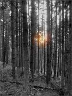 Herbstwald im Abendlicht des 08.09.08.