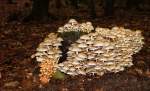 Pilzversammlung im Wald  (20.09.2010)