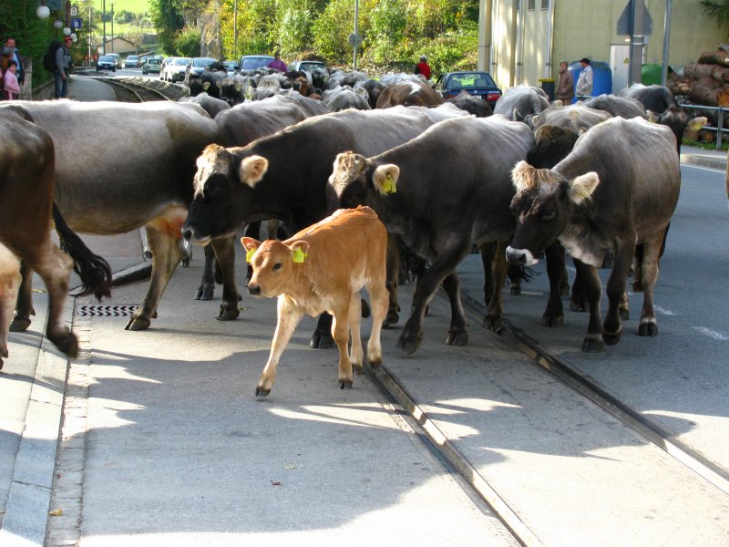Unmittelbar vor unserer Abfahrt aus Le Prese liefen noch diese Rinder, anscheinend auf dem Alpabzug über die in der Strasse liegenden Bahngleise. Wer genau hinschaut kann ganz hinten links den herannahenden Zug erkennen. 11.Oktober 2008